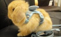 英國(guó)垂耳兔的價(jià)格如何？