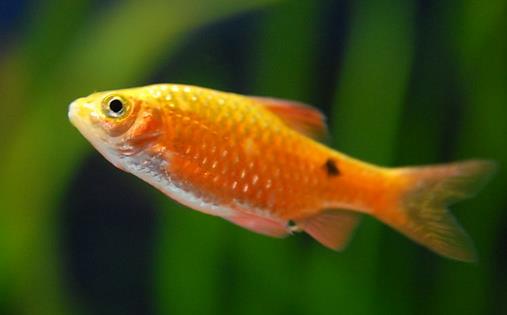 魚肉營養價值高 寶寶吃什么魚好？