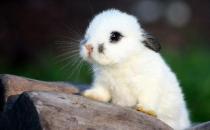 侏儒海棠兔怎么養？侏儒海棠兔吃什么？