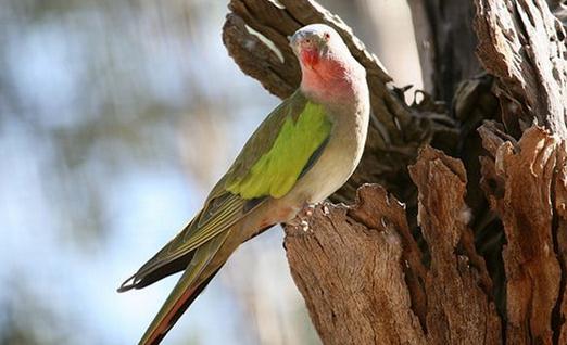 公主鸚鵡產地產自哪里？公主鸚鵡的簡介