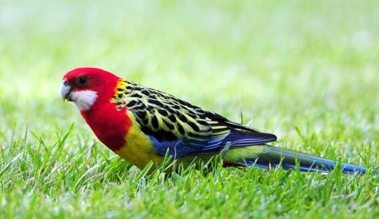 東玫瑰鸚鵡的簡介 東玫瑰鸚鵡的產地