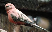 伯克氏鸚鵡的產地 伯克氏鸚鵡的簡介