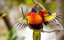 彩虹吸蜜鸚鵡的飼養方法 彩虹吸蜜鸚鵡的價格
