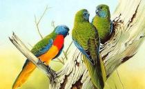 彩繪錐尾鸚鵡的產地 彩繪錐尾鸚鵡的簡介