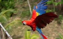 緋紅金剛鸚鵡怎么養？緋紅金剛鸚鵡的特點