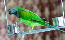 大緋胸鸚鵡和小緋胸鸚鵡有什么區別？