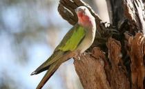 公主鸚鵡產地產自哪里？公主鸚鵡的簡介