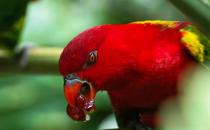 喋喋吸蜜鸚鵡的飼養(yǎng)方法 喋喋吸蜜鸚鵡的價(jià)格