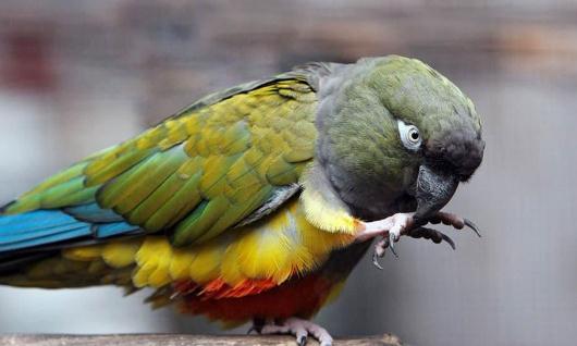 黑帽錐尾鸚鵡的簡介 黑帽錐尾鸚鵡的產地