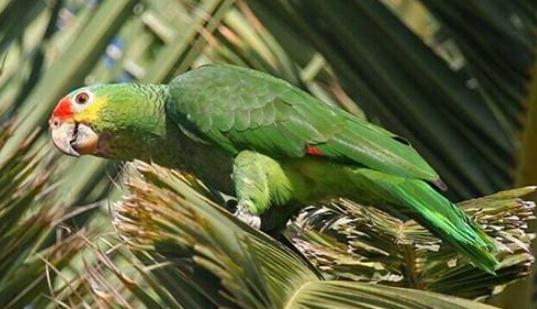 紅額金剛鸚鵡的產(chǎn)地 紅額金剛鸚鵡的簡介