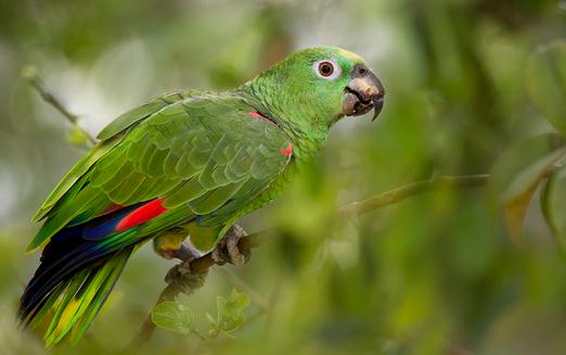 黃冠亞馬遜鸚鵡的簡介 黃冠亞馬遜鸚鵡的產地