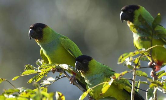 金色錐尾鸚鵡的產地 金色錐尾鸚鵡的簡介