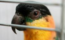 黑頭凱克鸚鵡是什么？黑頭凱克鸚鵡的生活習性