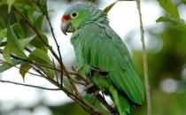 紅額亞馬遜鸚鵡的簡介 紅額亞馬遜鸚鵡的產地