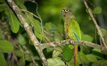 紅腹金剛鸚鵡產自哪里？紅腹金剛鸚鵡的簡介