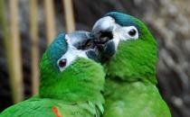 紅肩金剛鸚鵡產(chǎn)自哪里？紅肩金剛鸚鵡的簡介