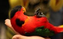 黃兜吸蜜鸚鵡的簡介 黃兜吸蜜鸚鵡產地