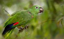 黃冠亞馬遜鸚鵡的簡介 黃冠亞馬遜鸚鵡的產地