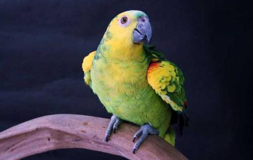 藍頂亞馬遜鸚鵡的價格 藍頂亞馬遜鸚鵡飼養方法