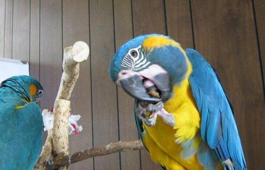 藍喉金剛鸚鵡的飼養方法 藍喉金剛鸚鵡的價格