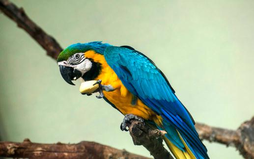 藍(lán)黃金剛鸚鵡的簡(jiǎn)介 藍(lán)黃金剛鸚鵡的生活環(huán)境
