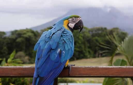 藍(lán)黃金剛鸚鵡如何繁殖？藍(lán)黃金剛鸚鵡的飼養(yǎng)方法