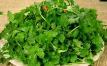 吃香菜有哪些好處？冬食香菜消食治感冒