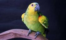 藍頂亞馬遜鸚鵡的價格 藍頂亞馬遜鸚鵡飼養方法