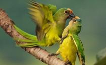 藍喉錐尾鸚鵡產自哪里？藍喉錐尾鸚鵡的簡介