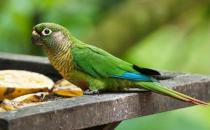 藍喉錐尾鸚鵡如何繁殖？藍喉錐尾鸚鵡的飼養(yǎng)方法