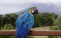 藍黃金剛鸚鵡如何繁殖？藍黃金剛鸚鵡的飼養方法
