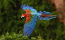 綠翅金剛鸚鵡怎么繁殖？綠翅金剛鸚鵡的飼養方法