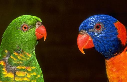 亞歷山大鸚鵡的價格 亞歷山大鸚鵡的壽命