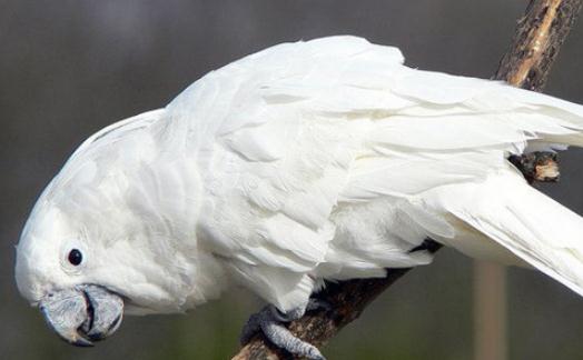 雨傘鳳頭鸚鵡多少錢一只？雨傘鳳頭鸚鵡的簡介
