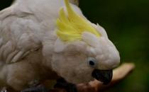 摩鹿加鳳頭鸚鵡如何繁殖？摩鹿加鳳頭鸚鵡飼養方法