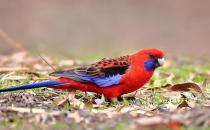 深紅玫瑰鸚鵡的簡介 深紅玫瑰鸚鵡的產地