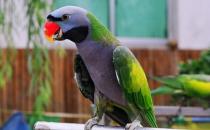 小緋胸鸚鵡應該如何飼養？