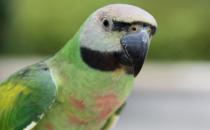 如何訓練小緋胸鸚鵡說話？