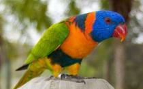 珍達錐尾鸚鵡的簡介 珍達錐尾鸚鵡的產地