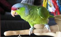 紫冠亞馬遜鸚鵡的生存環境是怎樣的？