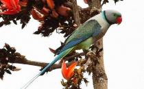 紫紅頭鸚鵡應(yīng)該如何飼養(yǎng)？