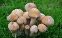 這四種食物美容養顏特別適合女生