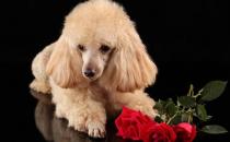 給狗狗洗澡需要注意什么？