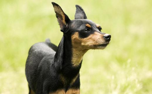 養(yǎng)狗必知狗狗心!狗狗習性解析