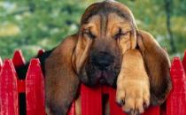 狗狗每天要吃多少？狗狗吃什么？