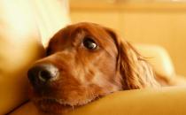 春季養(yǎng)狗需要注意什么？