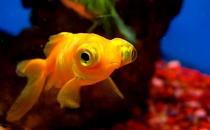 想養金魚？教你怎么挑選金魚