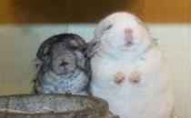 如何選擇龍貓？養龍貓的方法