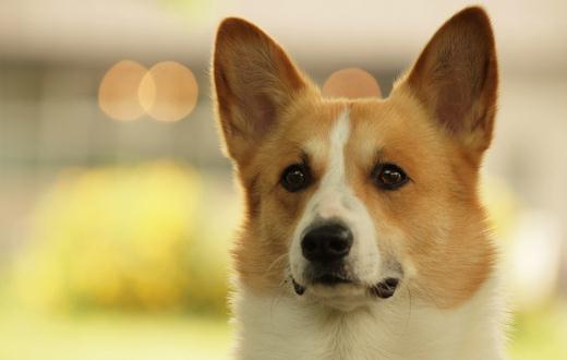 給狗狗梳毛的技巧 狗狗梳毛的好處