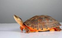 金錢龜的養殖方法